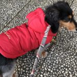 ヒートテックデビュー