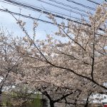 暖かくなりました。