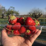 いちご狩り