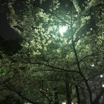 銀だこと公園